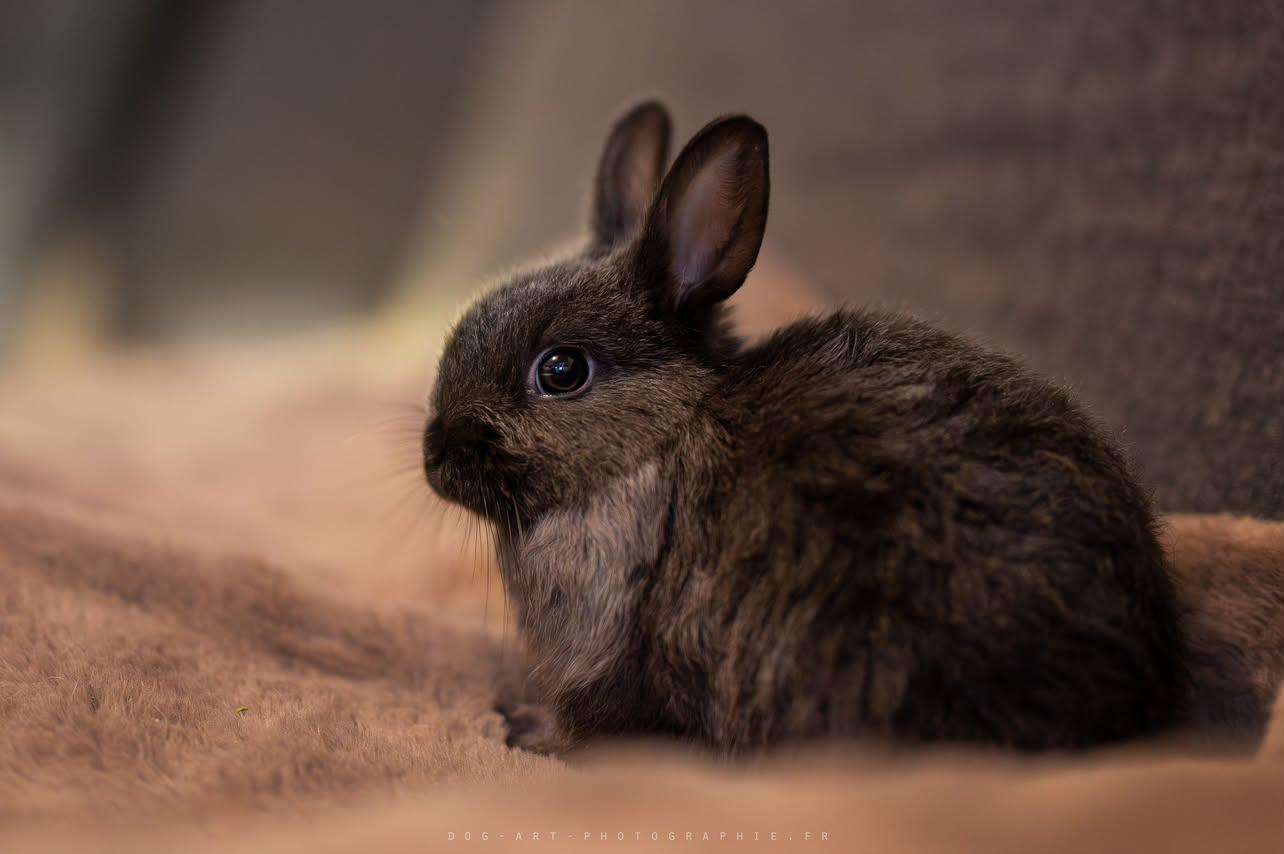 Un animal de l'association