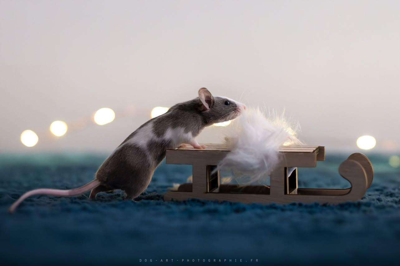 Souris