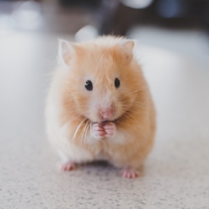 Hamster syrien
