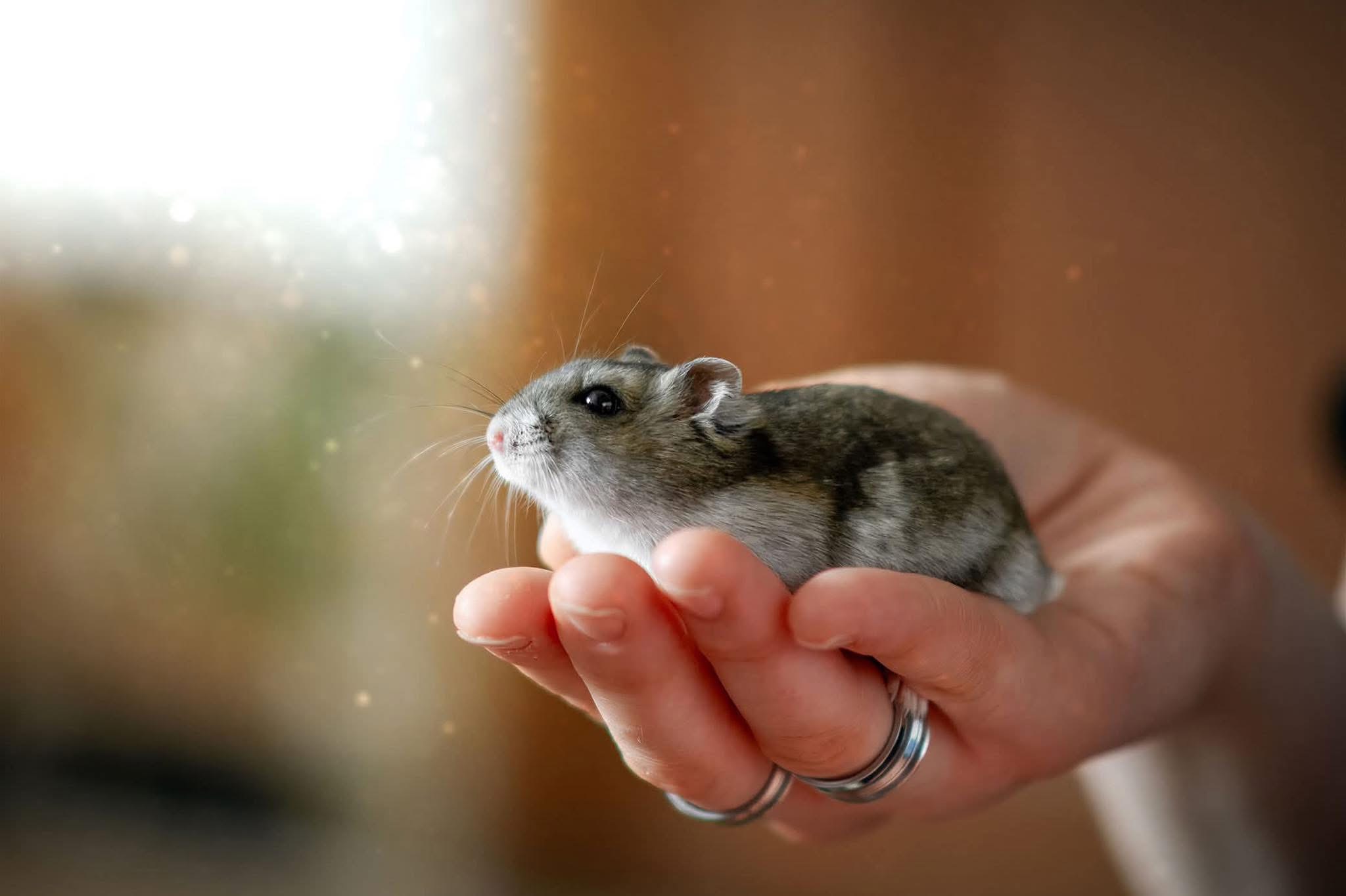 Huguette - Hamster hybride
