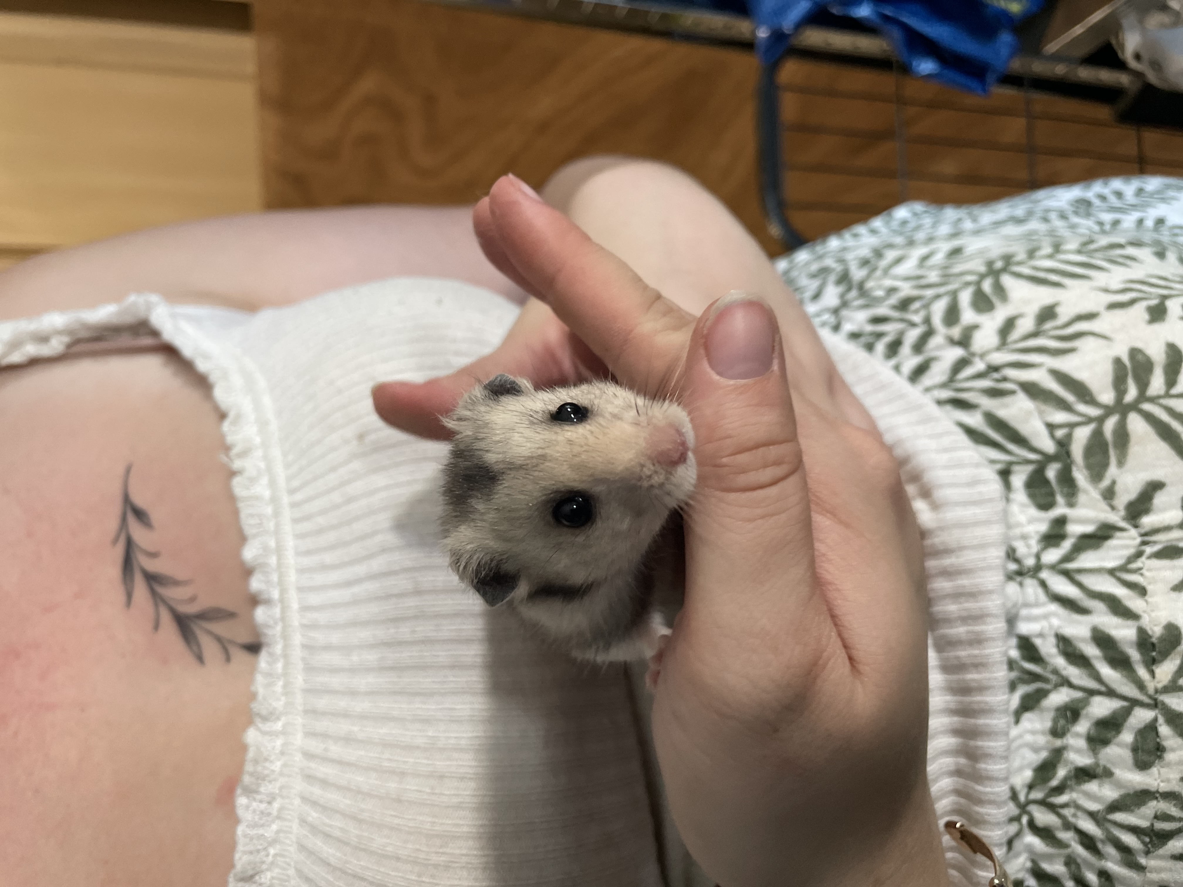 Alowee - Hamster syrien