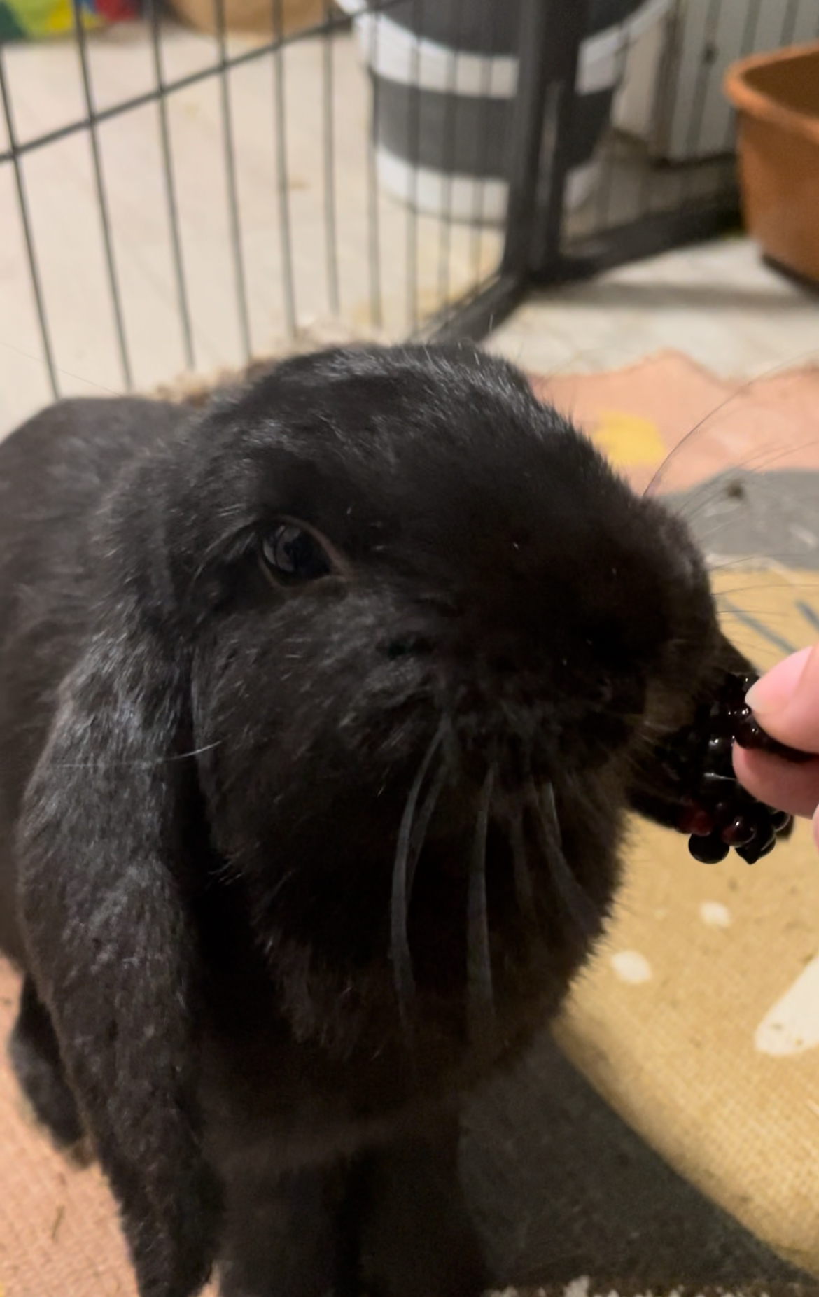 Onyx - Lapin