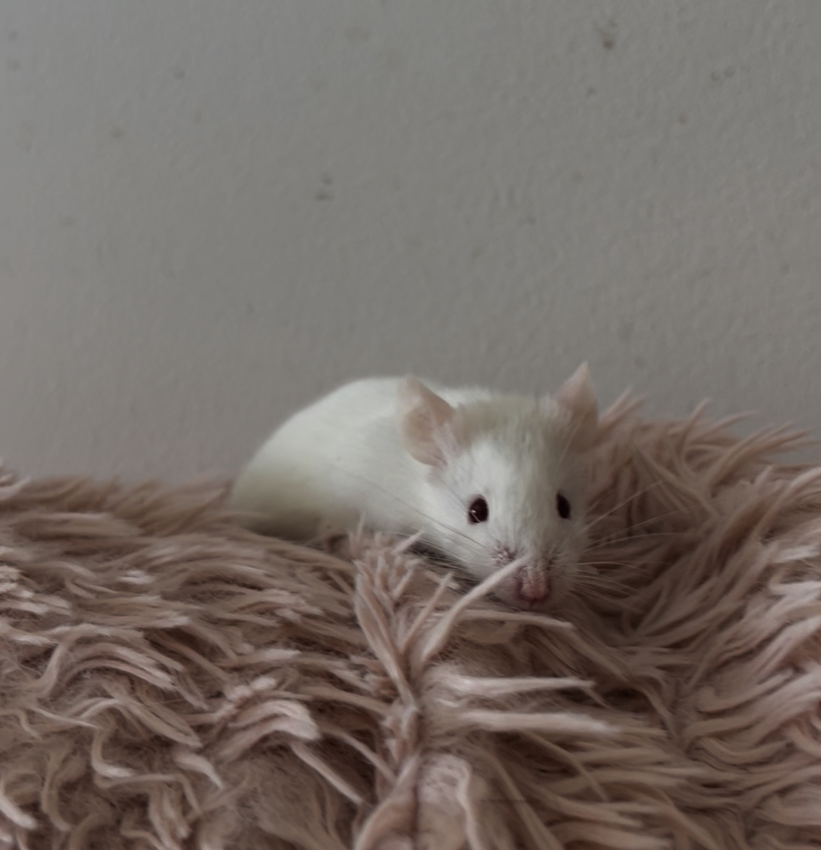 Basile - Souris