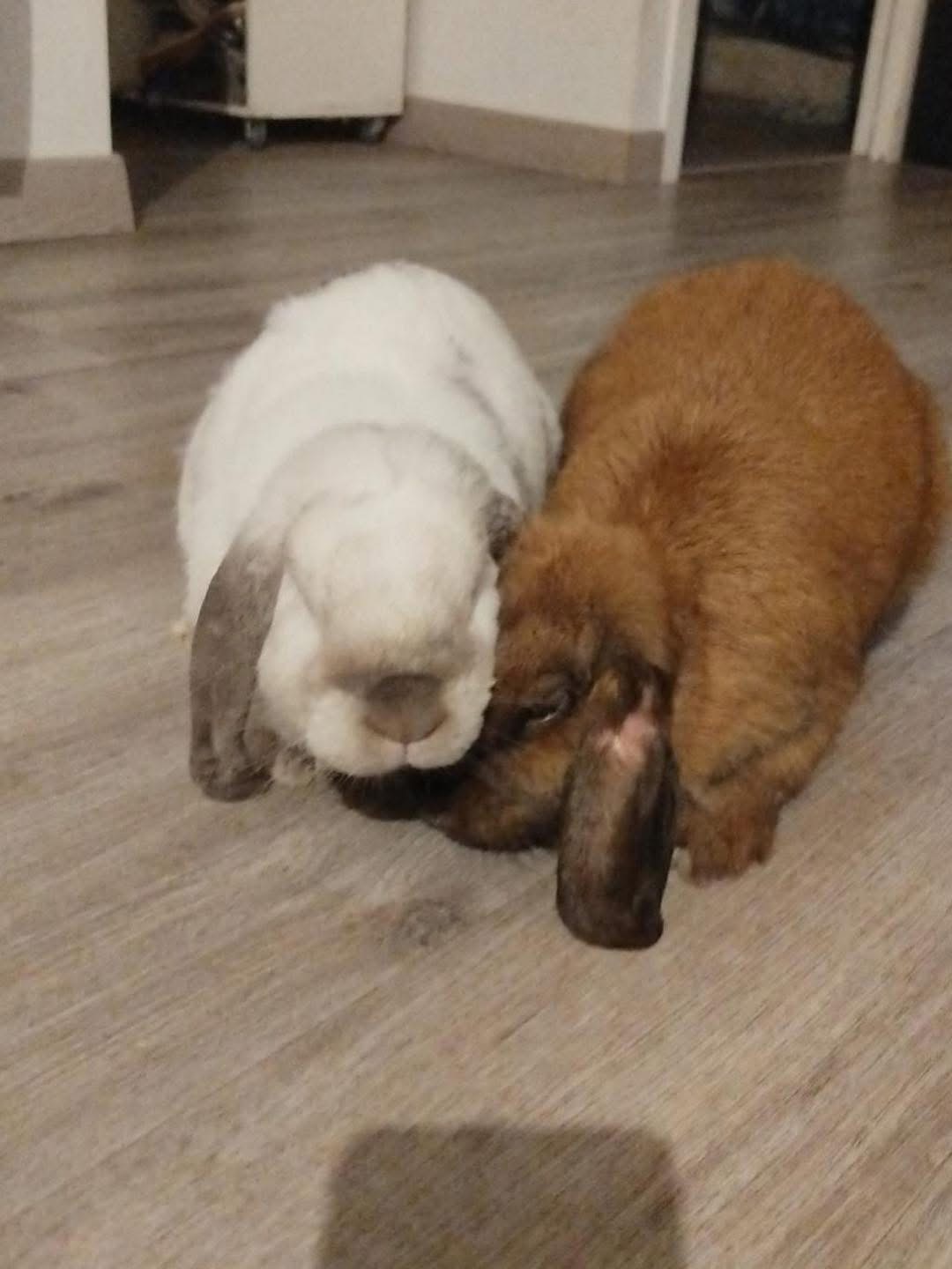 Athena & Shiro - Lapin