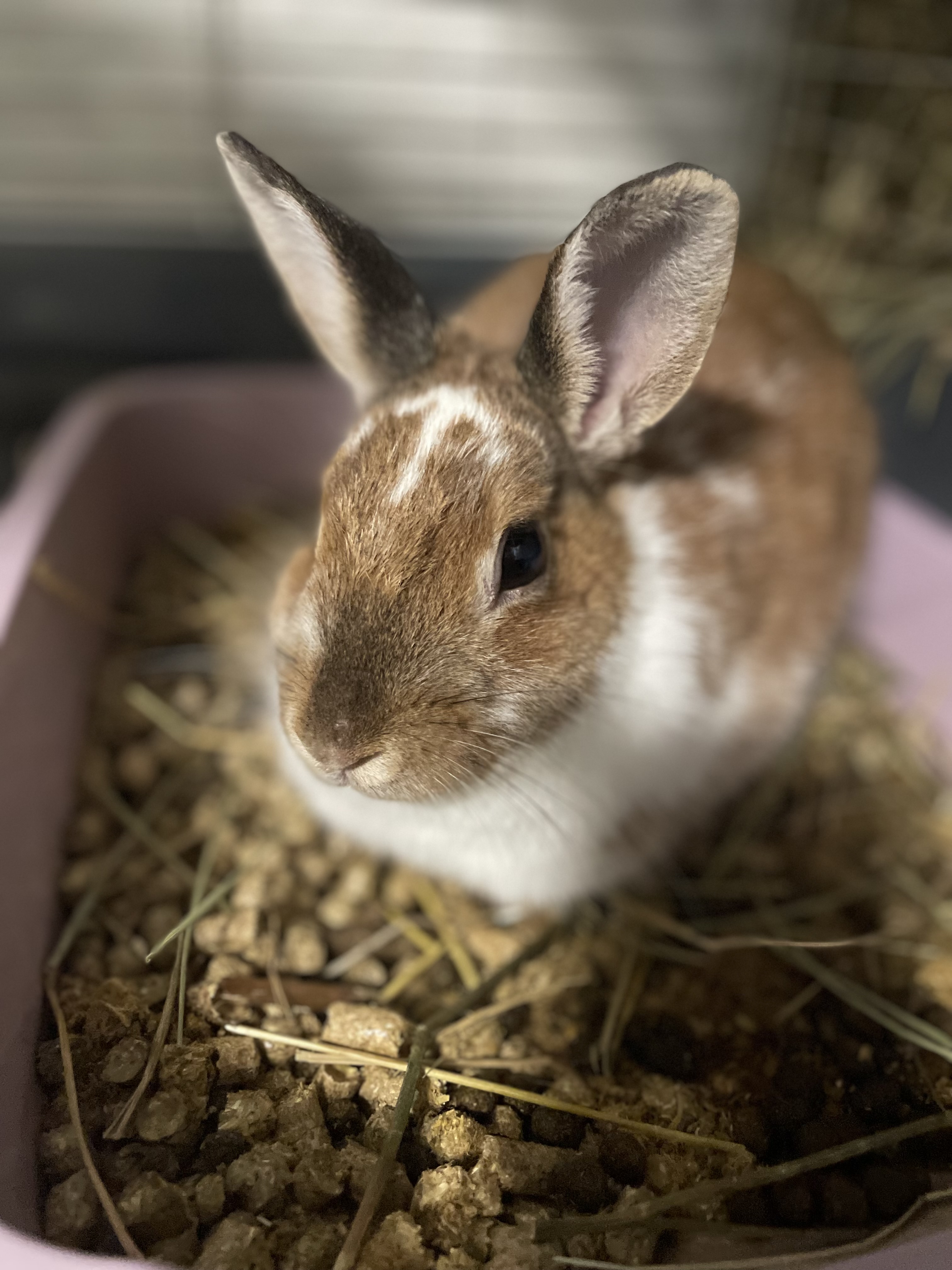 Moana - Lapin