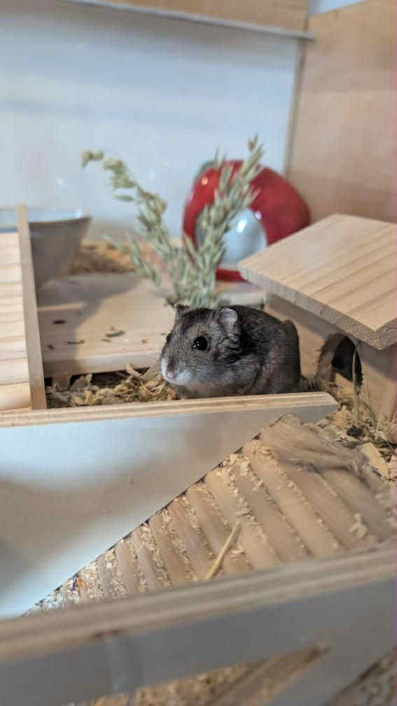 Nemée - Hamster hybride