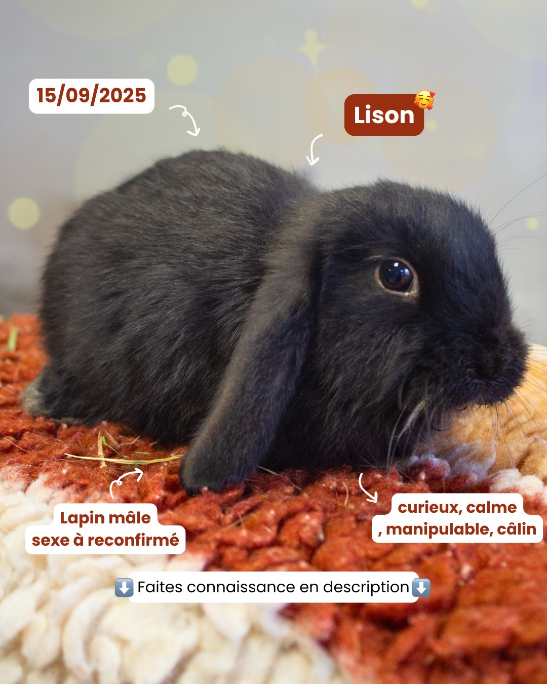 Lison - Lapin