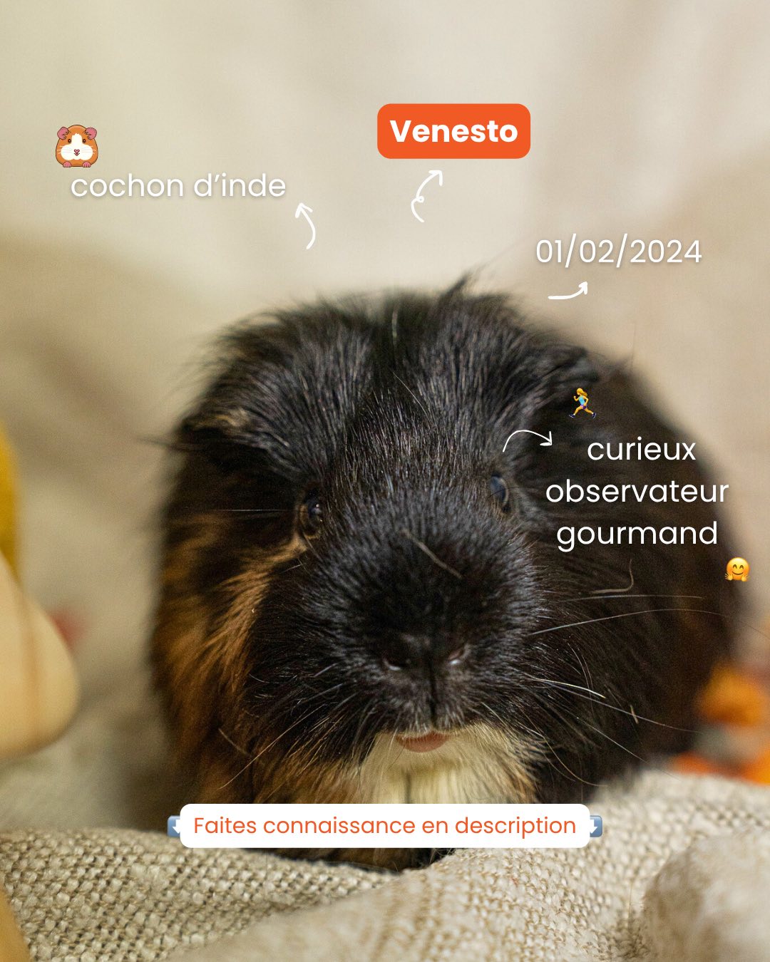 Venio & Venesto - Cochon d'inde