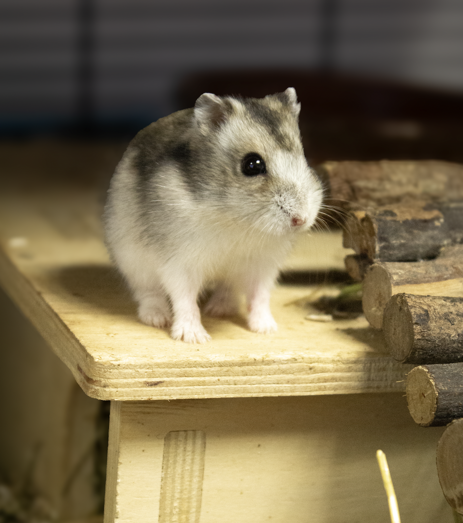 Althia - Hamster hybride