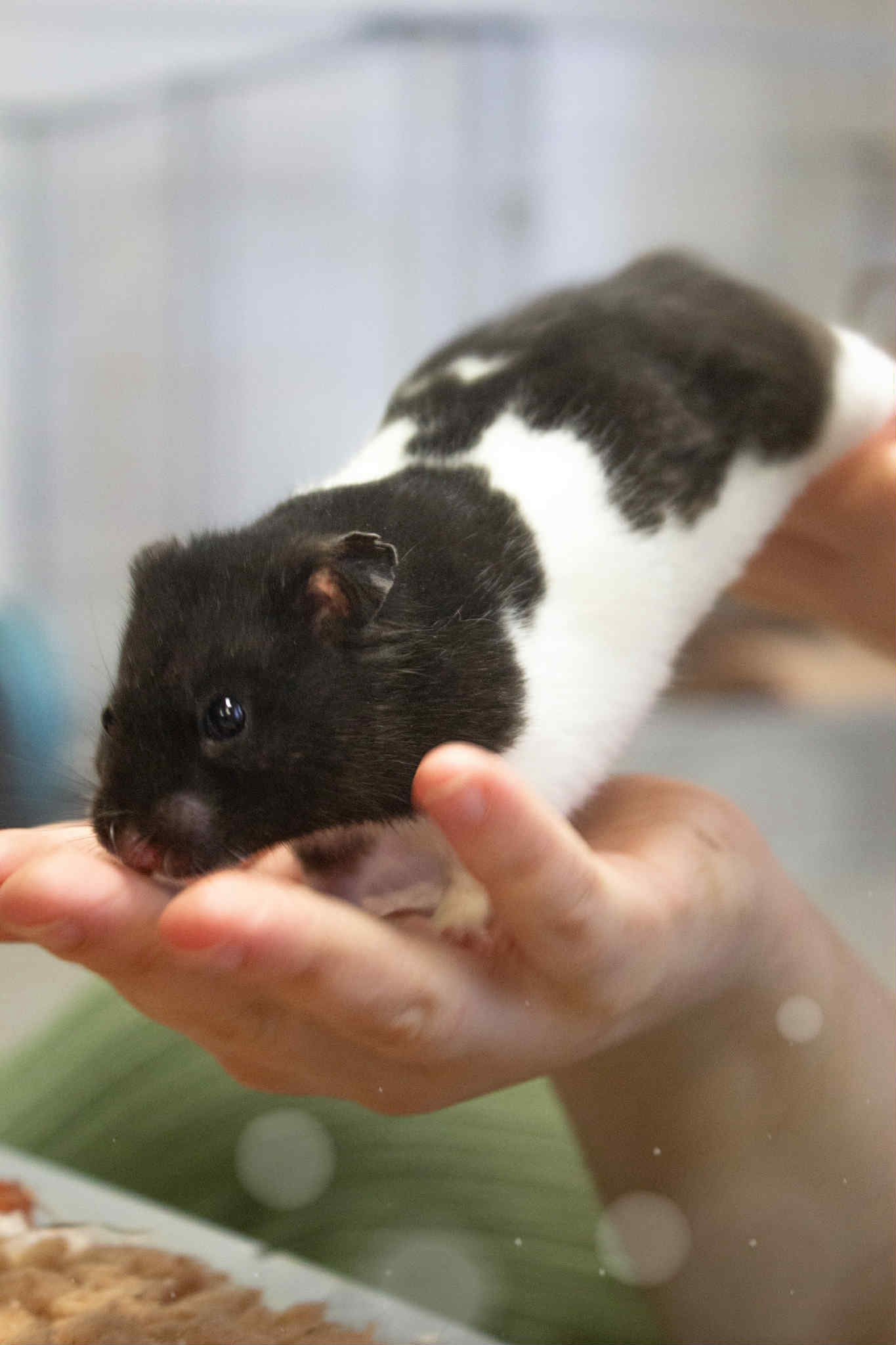 Aston - Hamster syrien