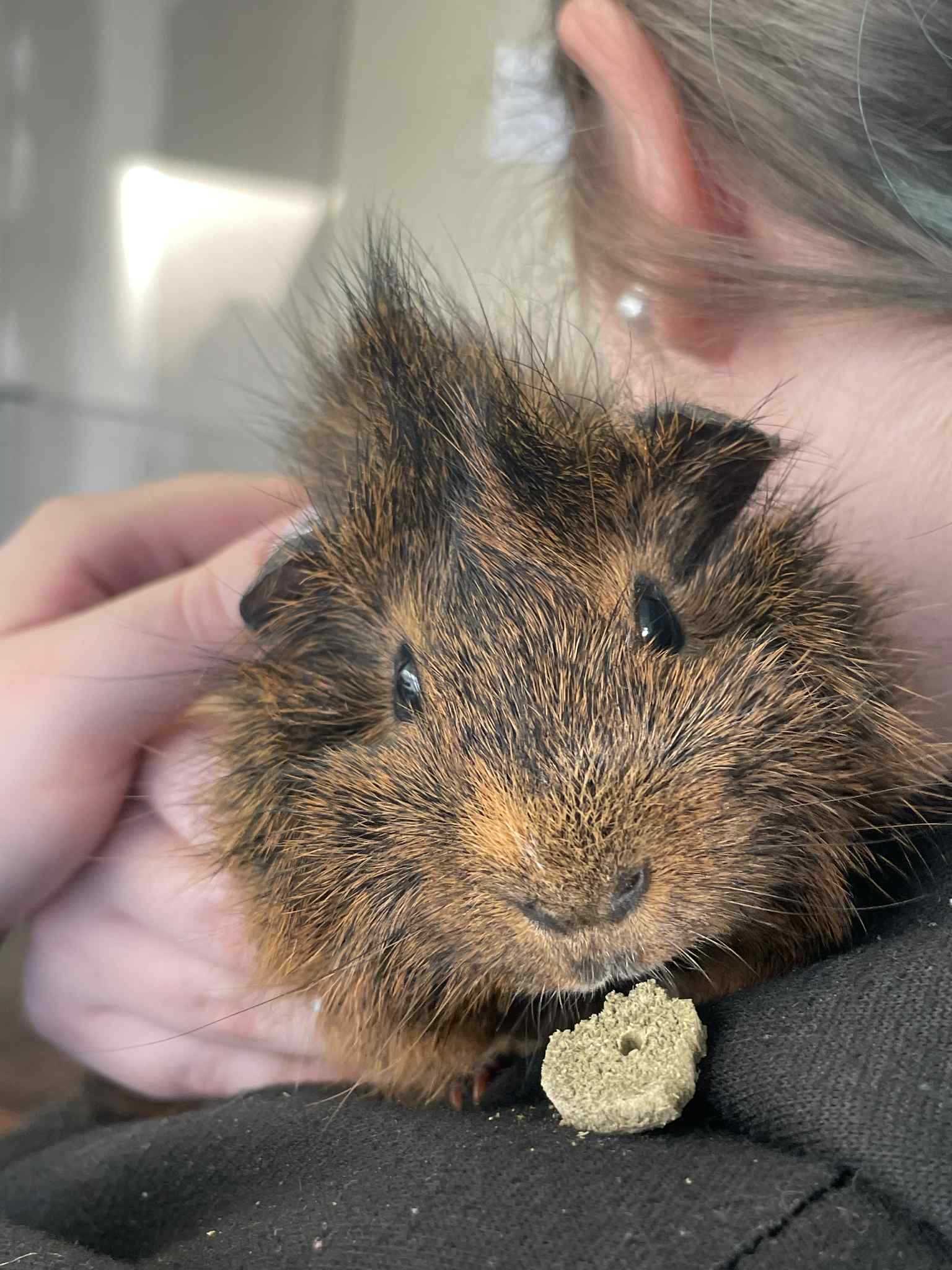 Sparrow & Noctis - Cochon d'inde